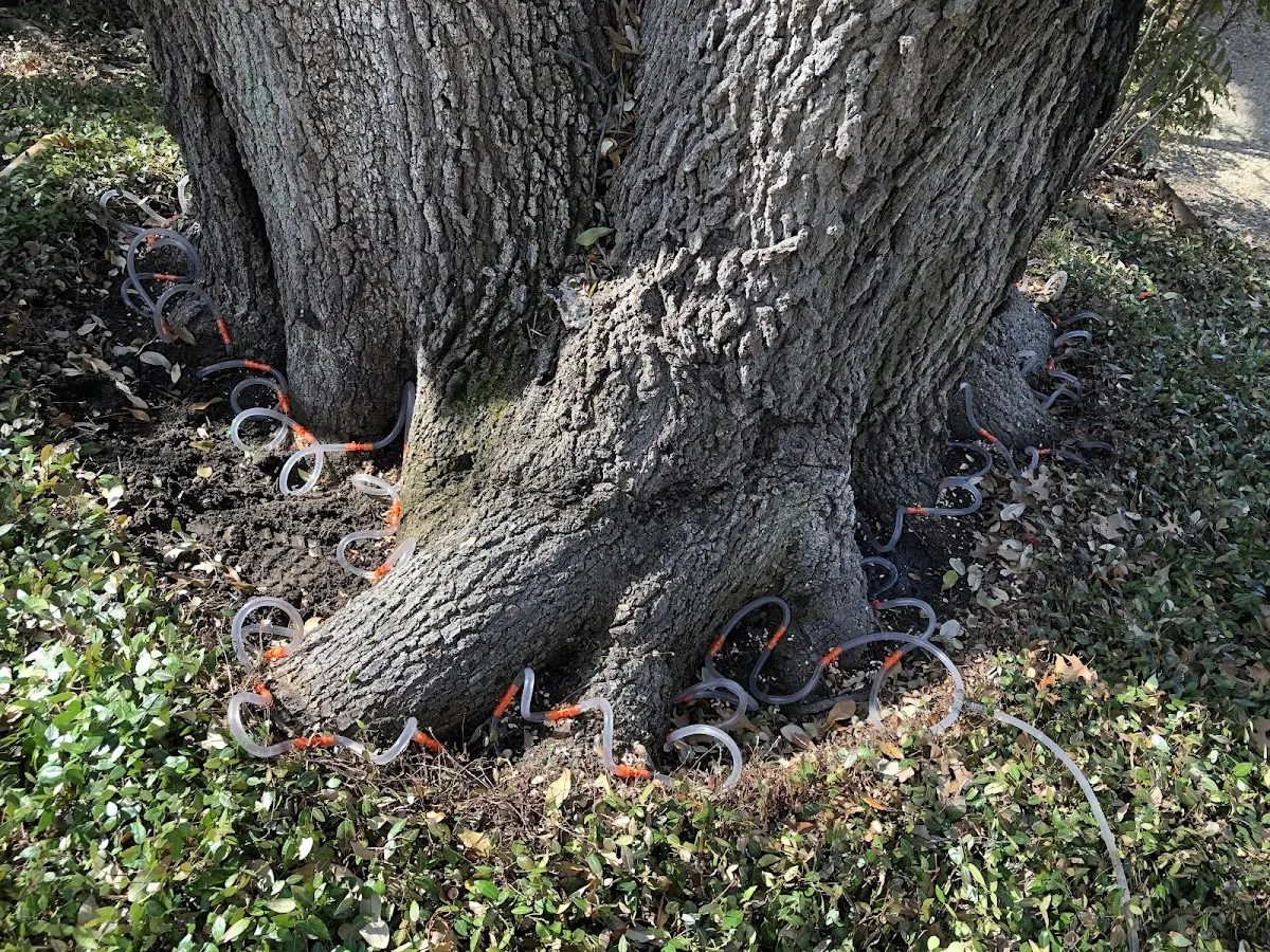 Detailed Tree Cabling and Bracing job site in Wolf Creek