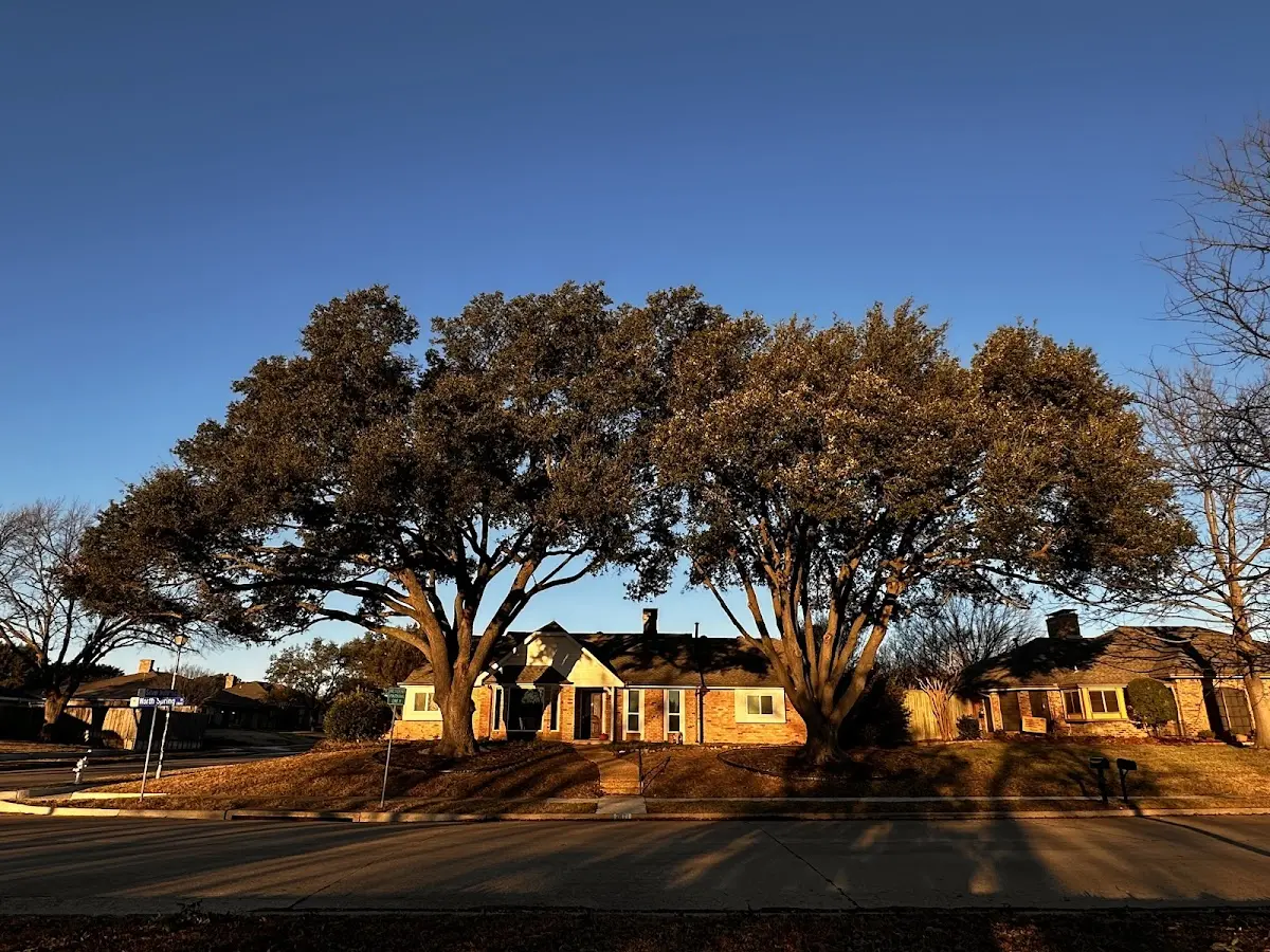 Established residential canopy tree shading a home in Wolf Creek